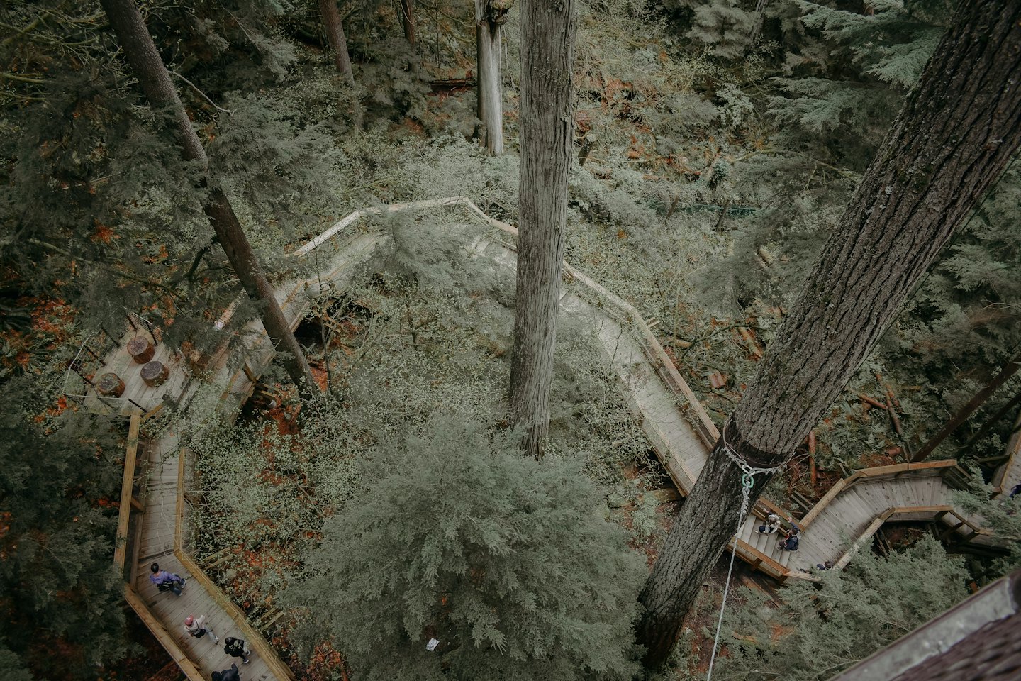 Menschen spazieren auf erhöhten Holzstegen durch einen dichten Wald.